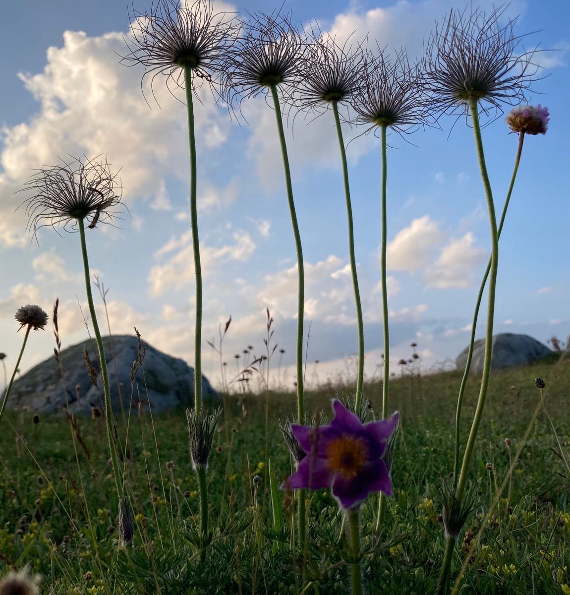 Küchenschellen auf einer Bergwiese